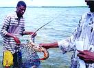 Kiunga&#8217;s lobster divers use  the kimia technique to catch lobsters